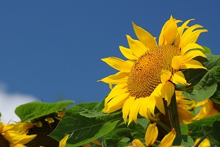 ユニット型特養も収束（第十一報）
