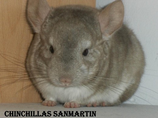 Fuente foto: Chinchillas San Martin