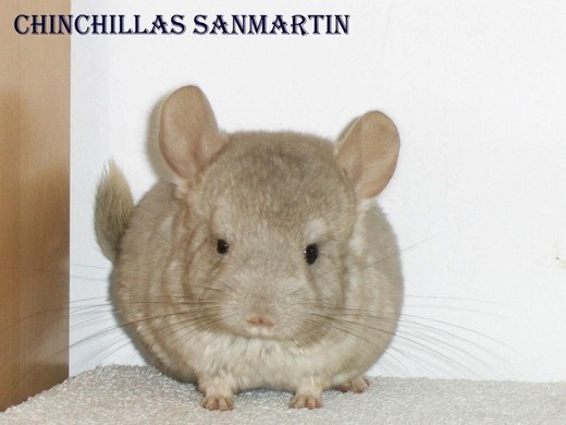 Fuente foto: Chinchillas San Martin