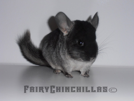 Fuente foto: Fairy Chinchillas