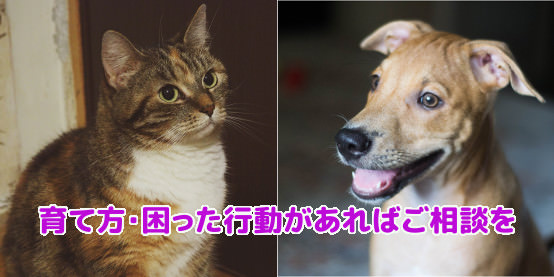 猫のしつけ相談、犬のしつけ相談