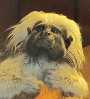 Liszt-Äffchen, fotografiert im Zoo Karlsruhe