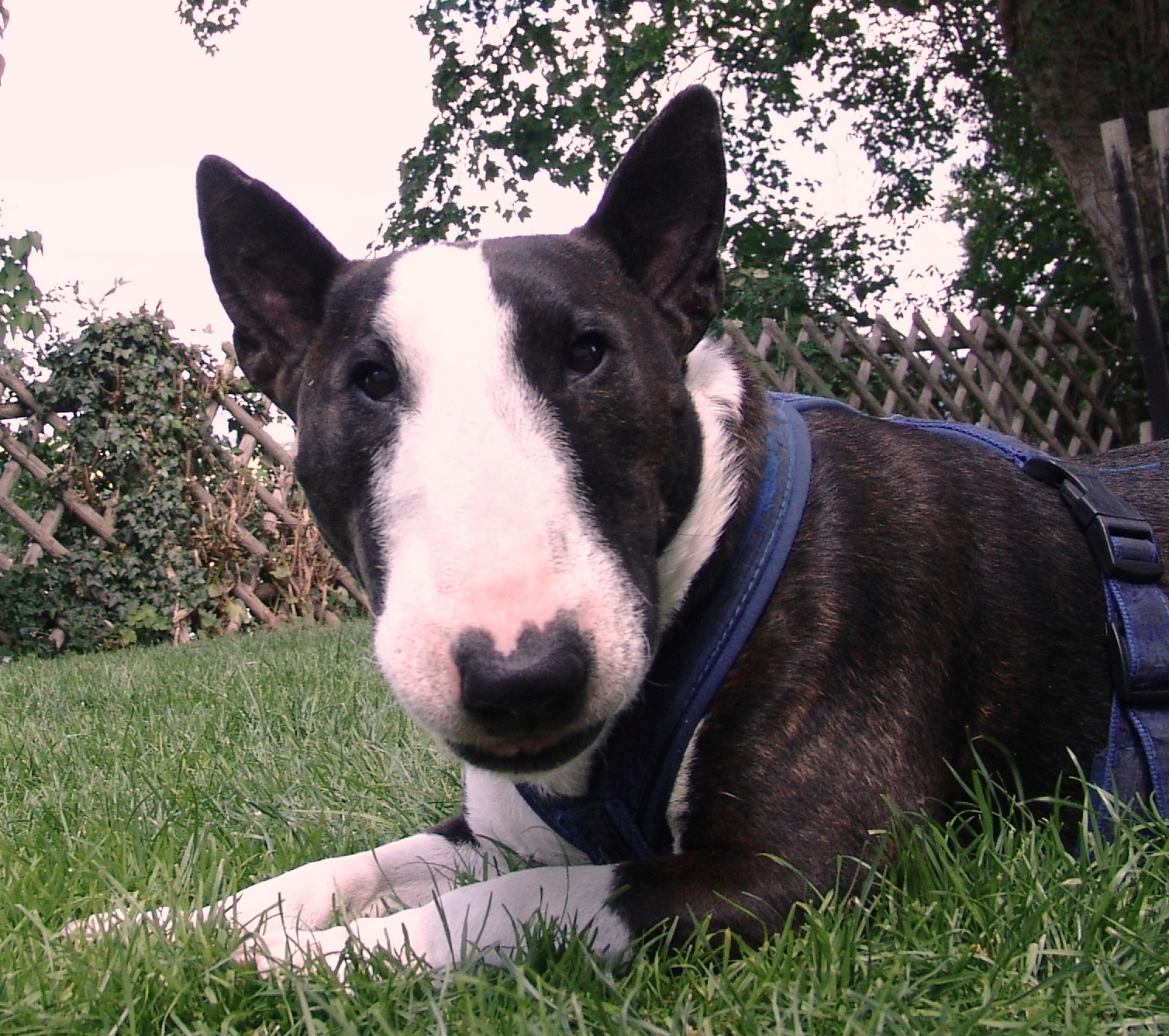 Miniatur Bullterrier Dcbt E V