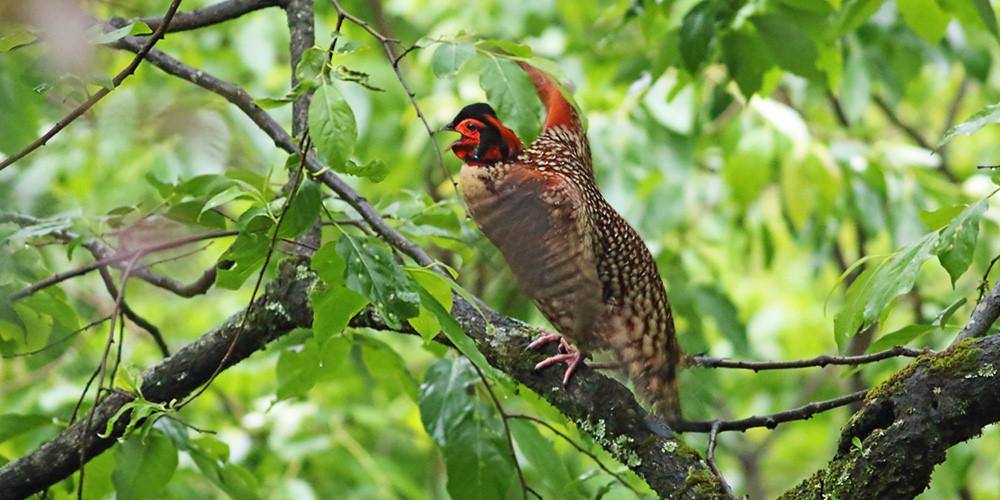 Bird Watching in China