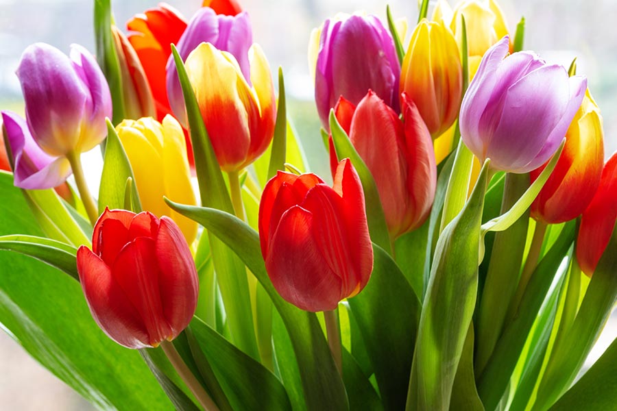 Schöne Fotos von Tulpen downloaden - MJPics Fotografie