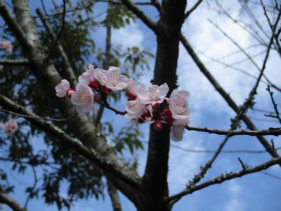 アンズの花がよくわからなかったのでもう一度アップで。桜に似ているなあ。