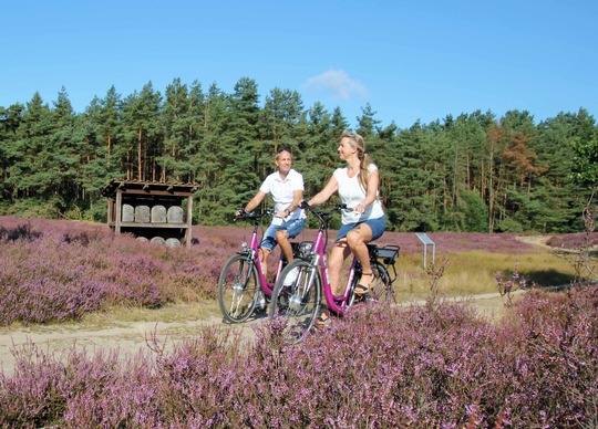 Etwa von Mitte August bis Mitte September verzaubert das kräftige Lila der Besenheide (caluna vulgaris) die Landschaft. Auf den 40 Radrundwegen der RadReiseRegion Uelzen wird dieses herrliche Naturschauspiel gleich mehrfach geboten. Foto: HeideRegion Uelz