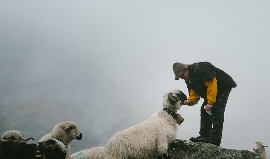 KLIMANEUTRALE ERFOLGSSTORY MIT DICKEM FELL