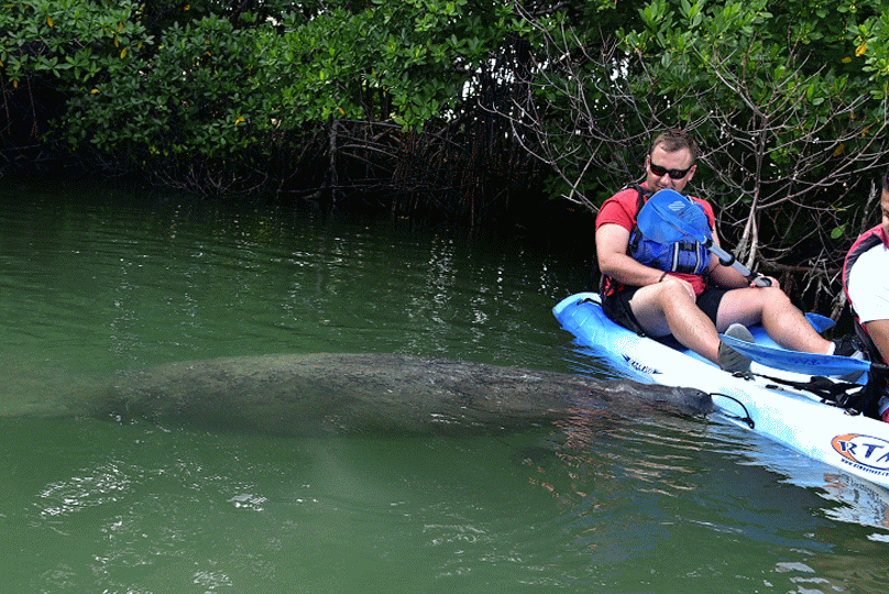 Manatees love everyone