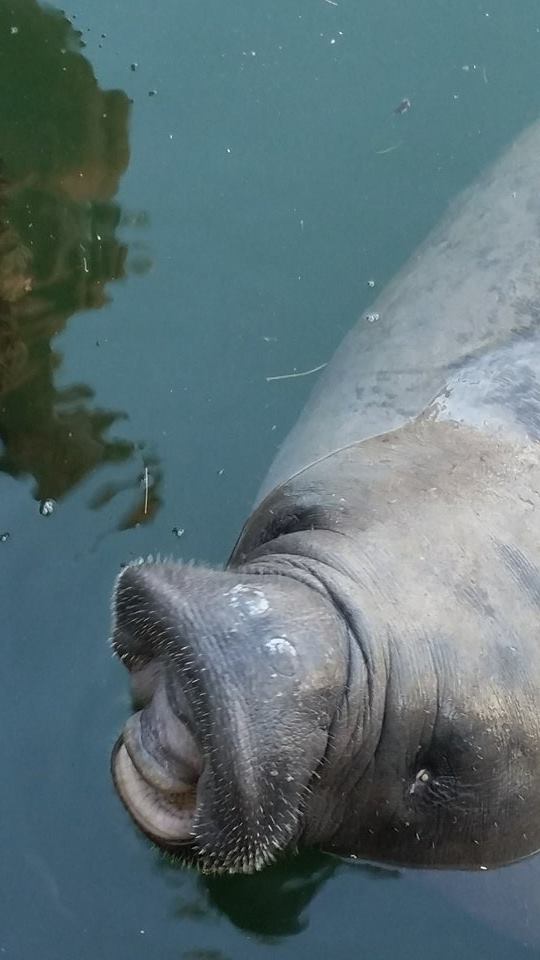 Up Close & Personal - Manatee Photo Safari