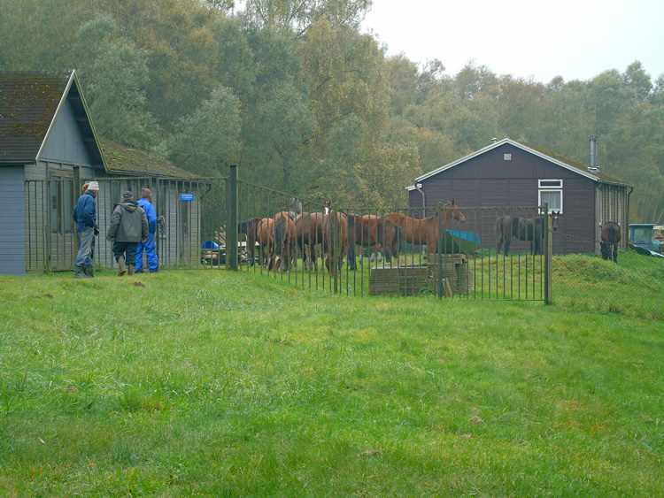 Wanneer we het hek binnen gaan is er meteen onrust en lopen de paarden weg. 
