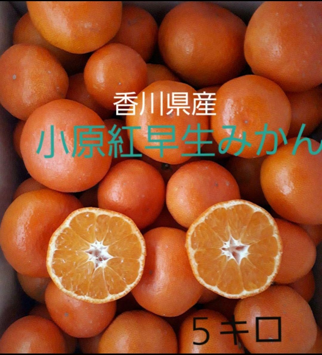 今岡みかん 鬼無 Imaokamikan ページ 今岡みかん 鬼無 Imaokamikan ページ