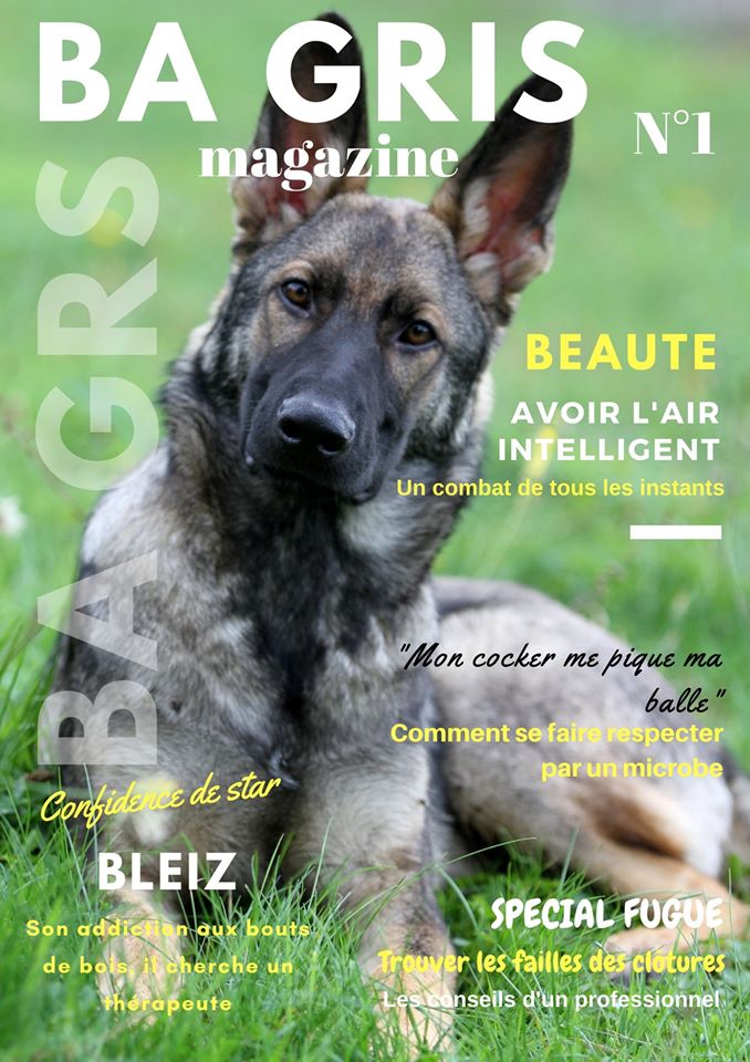 Humour Et Tendresse Dans Un Monde Berger Allemand Au Travail Humour Et Tendresse Dans Un Monde Berger Allemand Au Travail