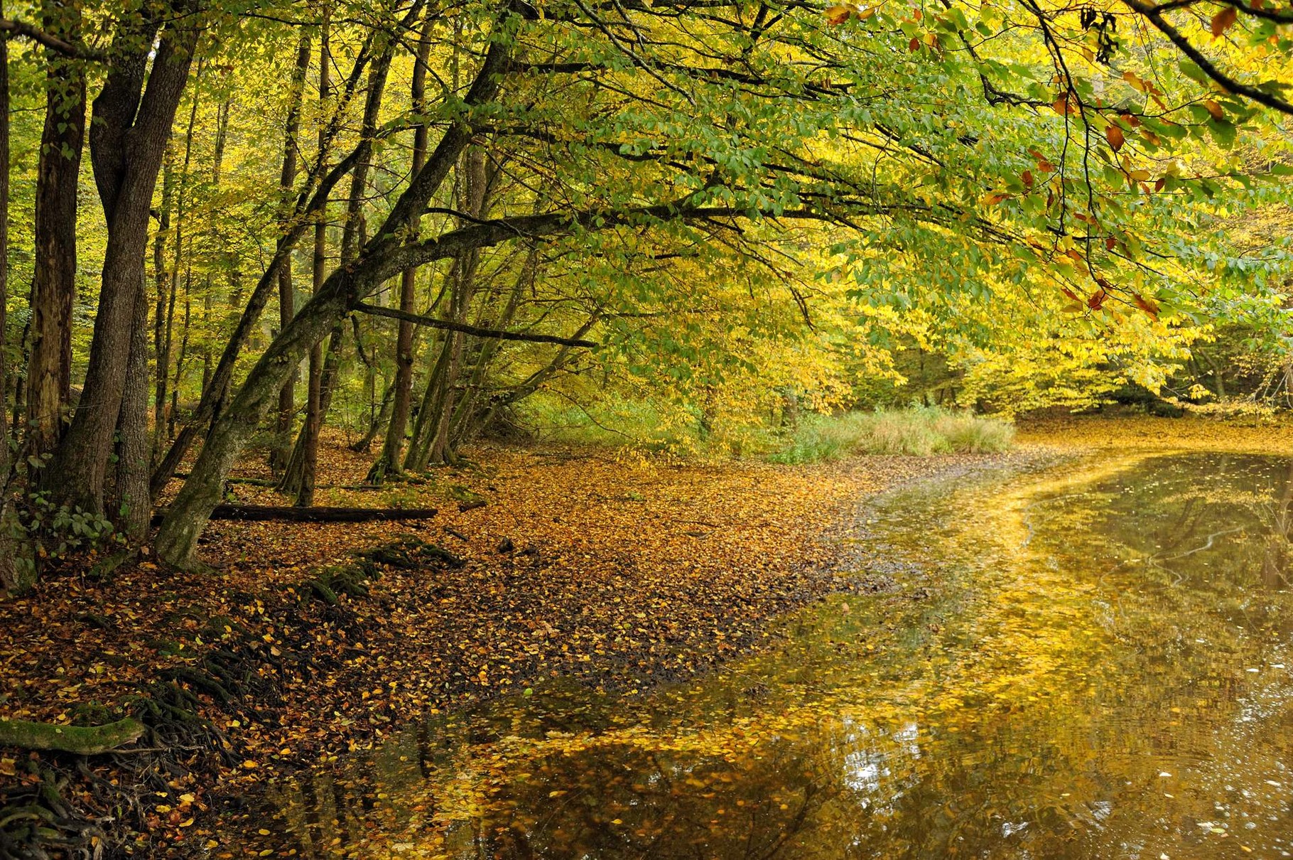 Oktober: Herbststimmung am Huckinger See