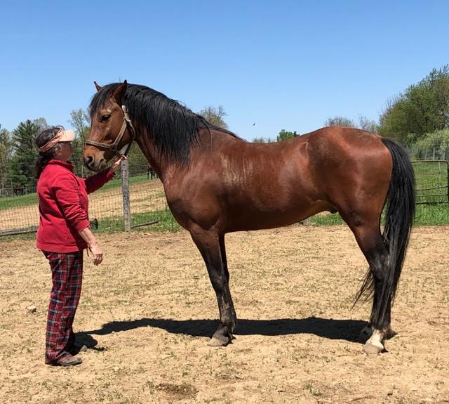 Foundation Horse Breeding Stallions