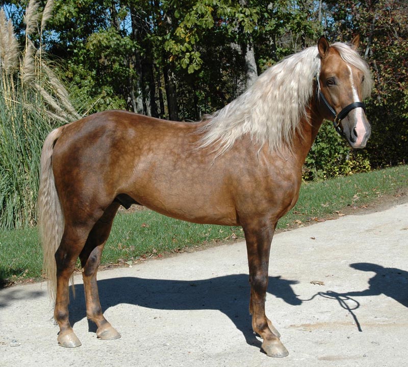 Foundation Horse Breeding Stallions