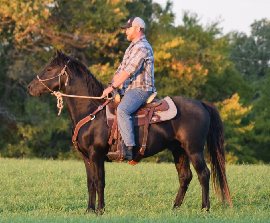 Foundation Horse Breeding Stallions
