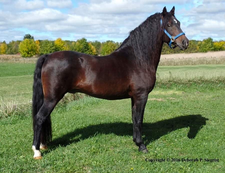 Foundation Horse Breeding Stallions