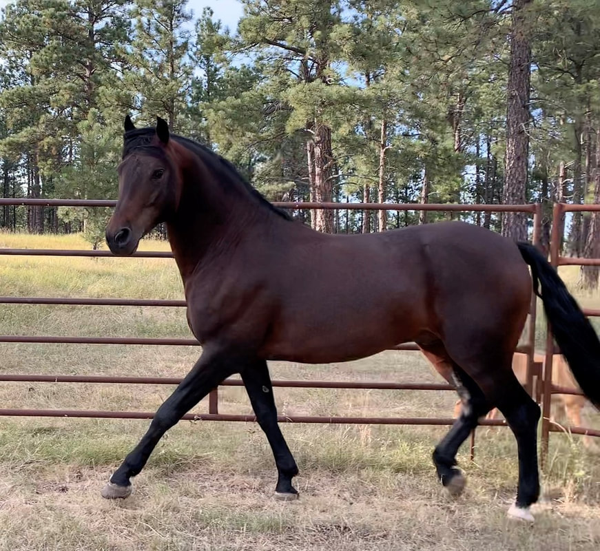 Foundation Horse Breeding Stallions