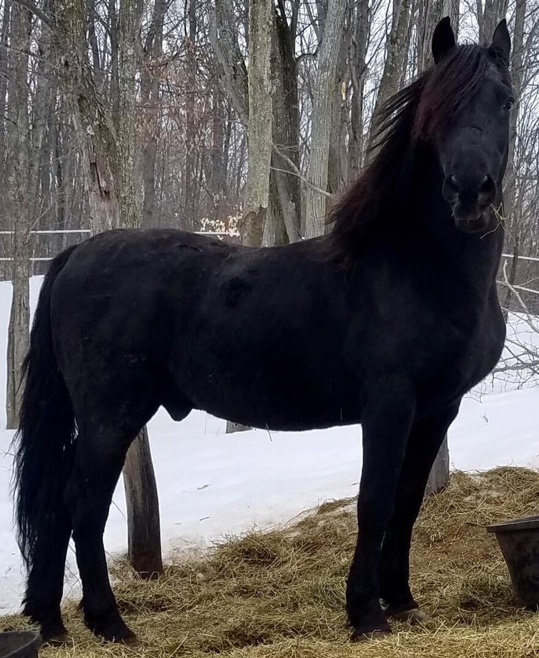 Foundation Horse Breeding Stallions