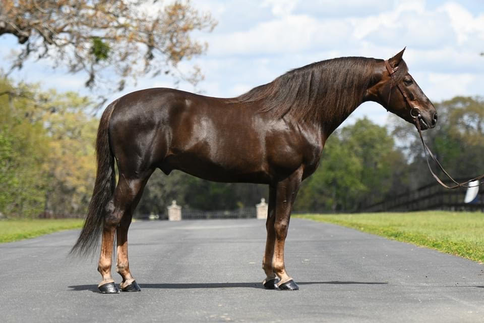 Foundation Horse Breeding Stallions