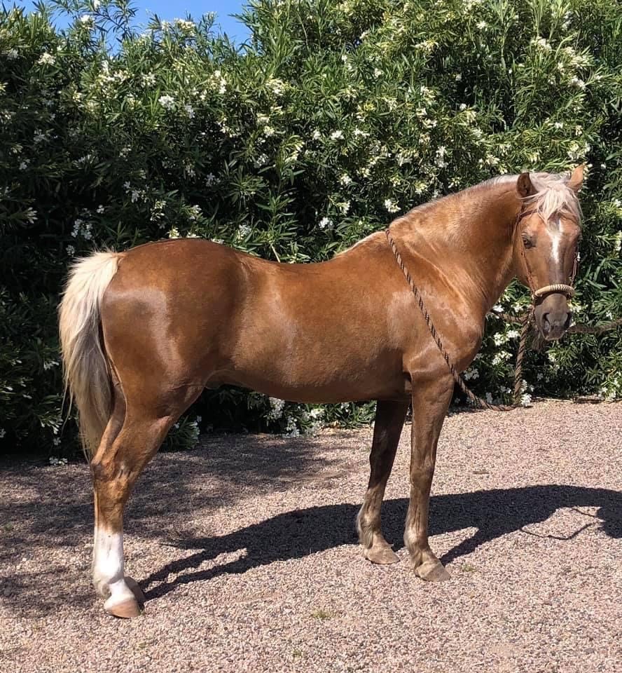 Foundation Horse Breeding Stallions