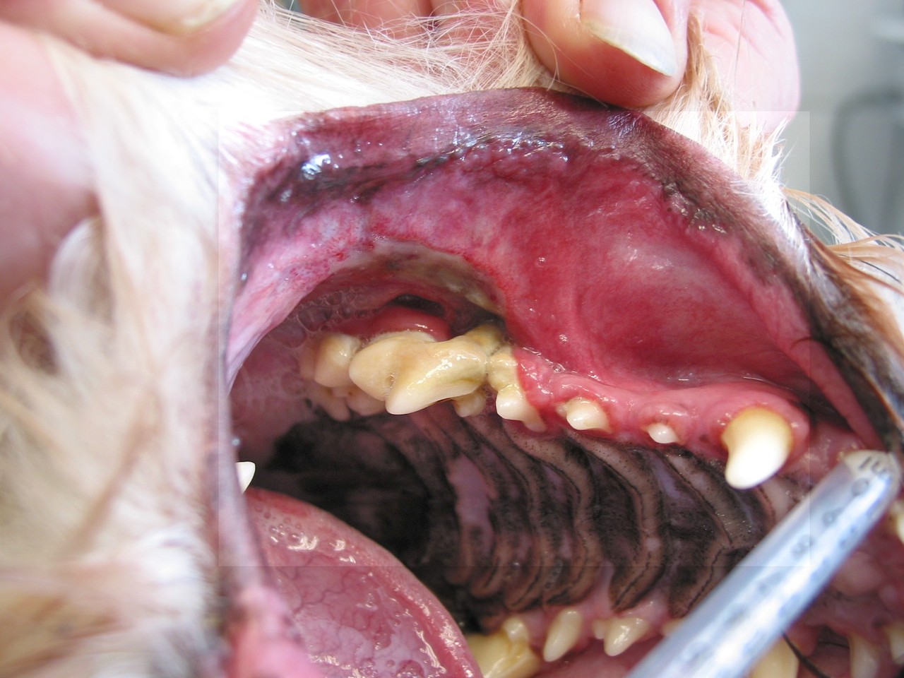 Zahnerkrankungen Hund - Tierärztliche Gemeinschaftspraxis am Kaßberg
