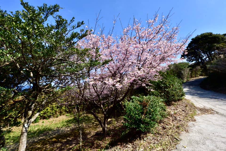 桜🌸が咲いていました。昨日まで寒かったのにね。もうすぐ春ですねえ。