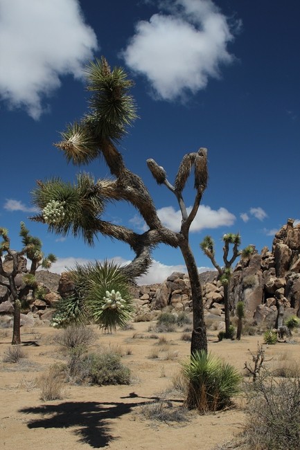 Joshua Tree National Park