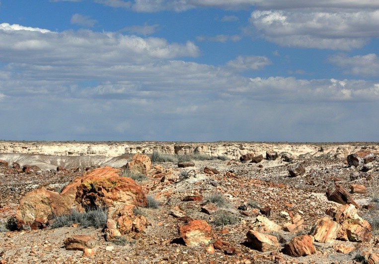 Petrified Forest - Painted Desert, The Crystal Forest