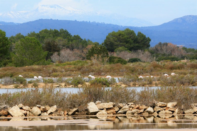 Flamingos, Parc Natural Es Trenc-Salobrar 