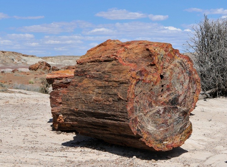 Petrified Forest - Painted Desert, Giant Logs Trail