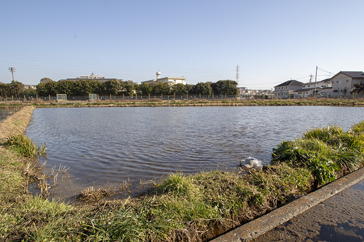 蔵の前の道より東側、中学校方面を望む。水面の下で、春に向かって少しずつわらの分解が進んでいる。