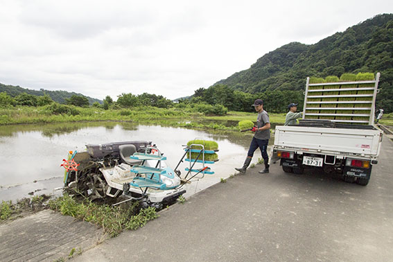 「田植えのタイミングは、苗が黄色くなった時。苗自身が『もう田植えをしてほしい！ 養分がなくなってきたよ！！』と言ってきた頃ですね。青々しい状態で田植えをしてしまうと、まだまだ栄養がたくさん残っているので、根付きが悪くなってしまうんです」