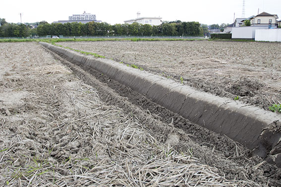 荒起こし前の田んぼ。この後、昨年刈り取られた稲わらが土にすき込まれて養分となっていく。