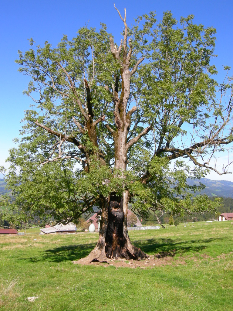 Esche mit Überlebenswille