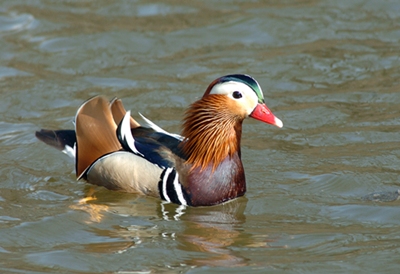 Mandarinente