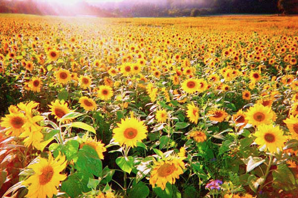 Sonnenblumenfeld Benthe