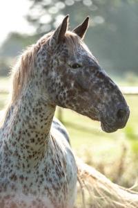 Petras Pferd