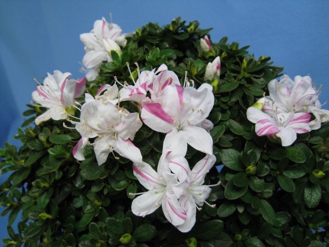 5月11日写真追加❗☆這い絞りミヤマキリシマツツジ☆ 5月11日写真追加❗☆這い絞りミヤマキリシマツツジ☆