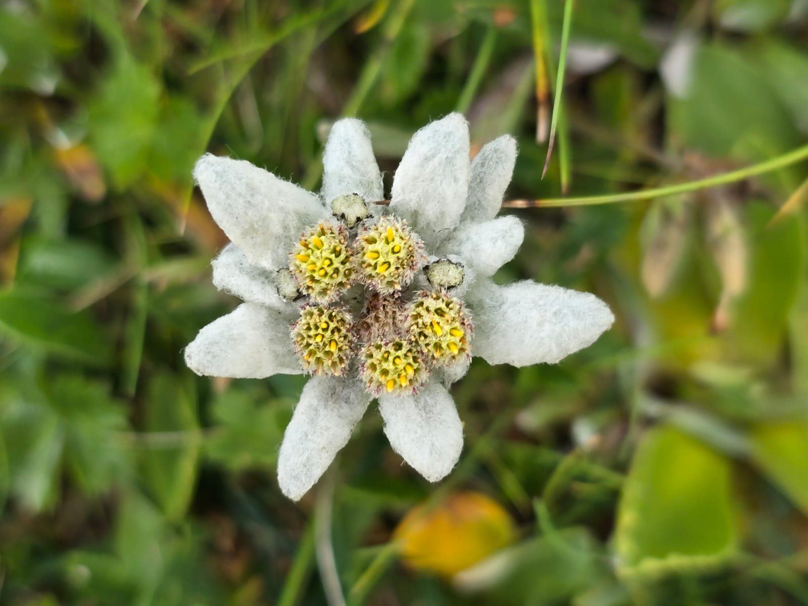 © Werner Anzenberger / Blumenwanderung Trenchtling