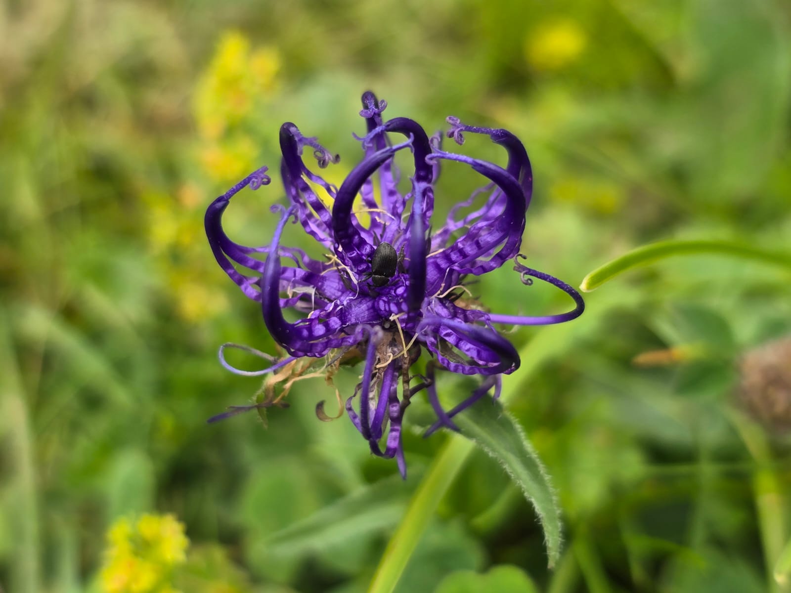 © Werner Anzenberger / Blumenwanderung Trenchtling