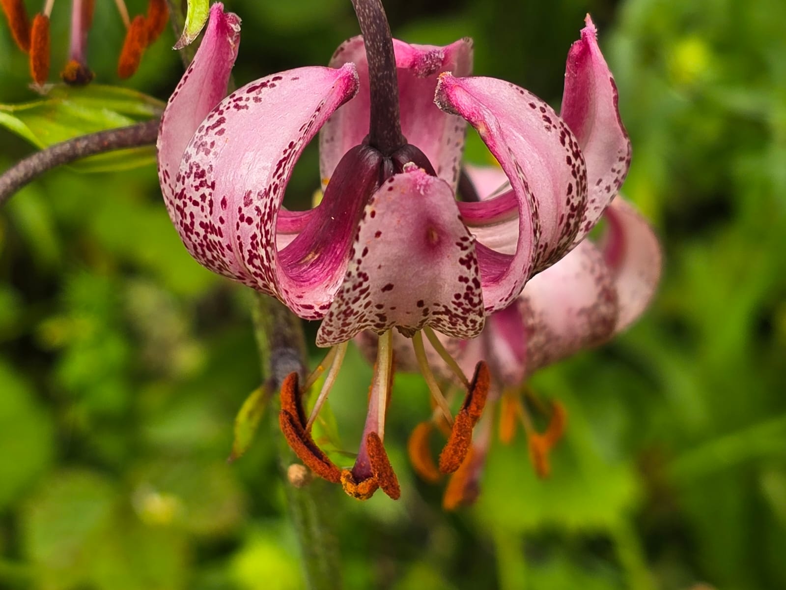 © Werner Anzenberger / Blumenwanderung Trenchtling