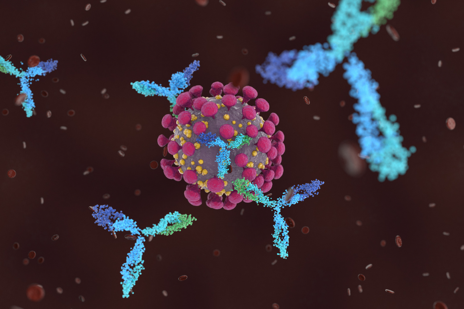 Antikörper: Wächter und Detektive des Immunsystems