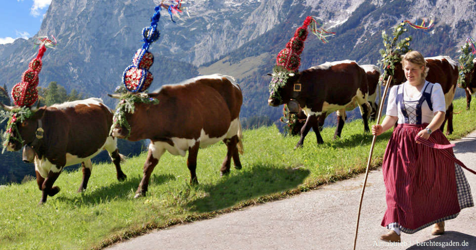 Almabtrieb Oberbayern, Almabtriebe Bayern, Almabtriebe Berchtesgadener Land, Almabtriebe Werdenfelser Land, Almabtriebe Oberbayernm, Almabtrieb Bayern, Almabtrieb und Tracht, Bayern, Oberbayern, Kühe mit Schmuck, Geschmücktes Vieh, Bayerische Alptradtion