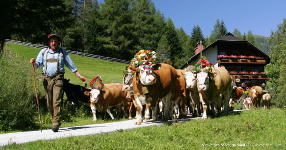 Almabtrieb Salzburgerland, Almabtriebe Pinzgau, Almabtriebe Pongau, Almabtriebe Lungau, Almabtriebe Großglockner, Almabtrieb Großglockner Hochalpenstraße, Almabfahrt Salzburg, Almfahrt Salzburg, Geschmückte Kühe Salzburg, Almsommer Salzburg, Bauernherbst