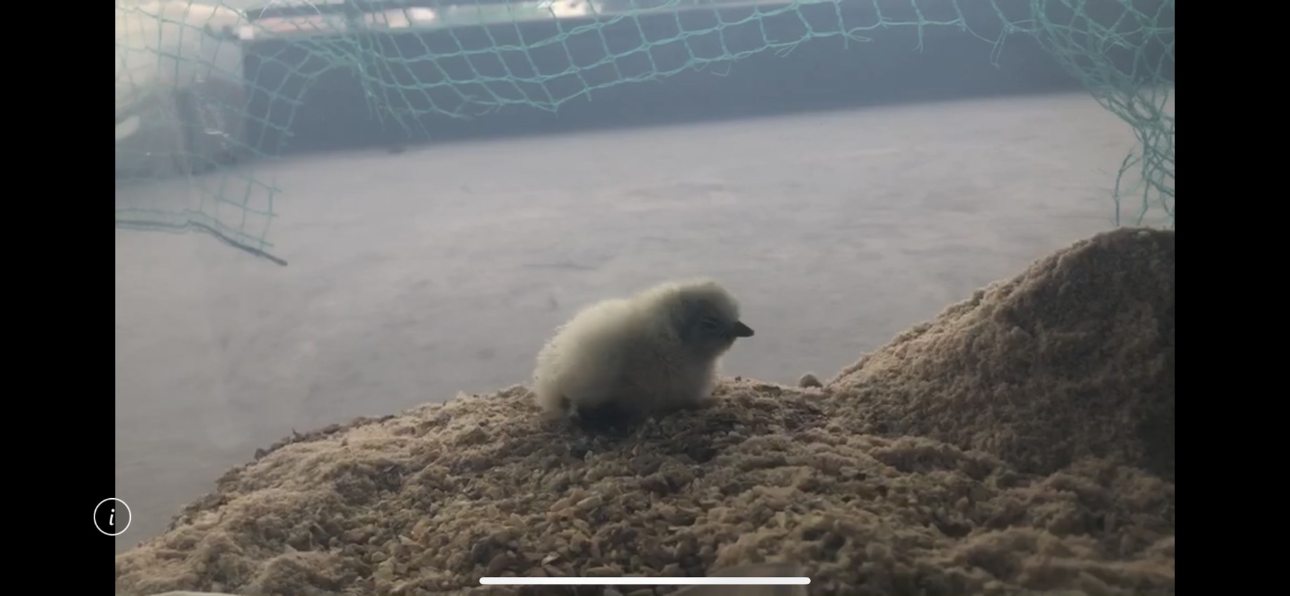 なんと食用烏骨鶏の卵が孵化 高崎市賃貸リフォーム アウダー