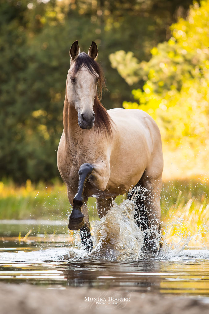 Lusitano im Wasser, Monika Bogner Photography, Fotoshooting mit Pferd
