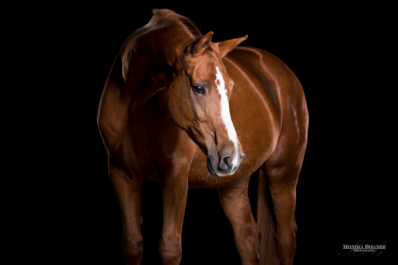 Pferde im Studio, Pferde vor schwarzem Hintergrund, Pferdefotografie, Dressurpferd, Fuchs