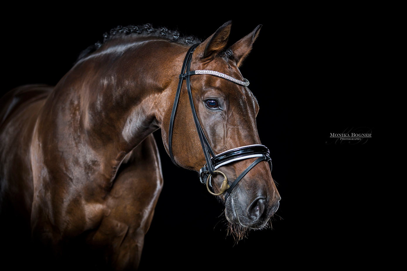 Warmblut, Dressurpferde, Pferde im Studio, Pferde vor schwarzem Hintergrund, Pferdefotografie